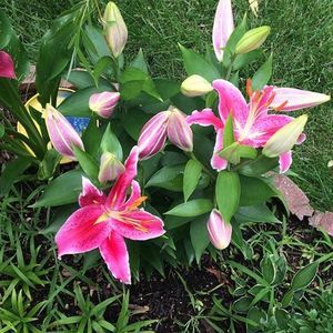 Meet your Posher, Maniola